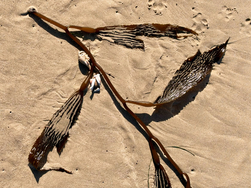 Giant Kelp