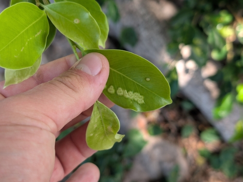 Ficus, 2026-09-28