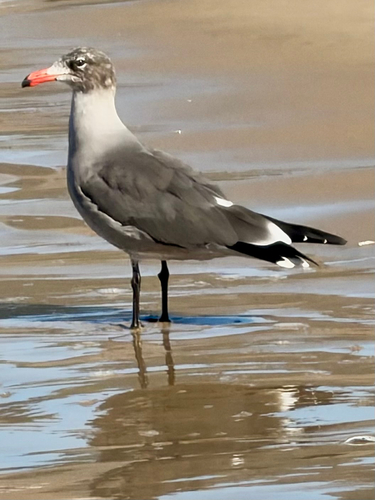 Heermann's Gull