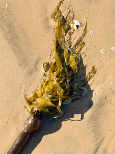 Bull Kelp