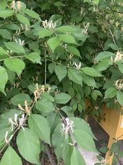 Lonicera maackii