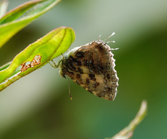 Catapaecilma major