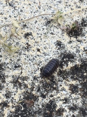 Armadillidium vulgare