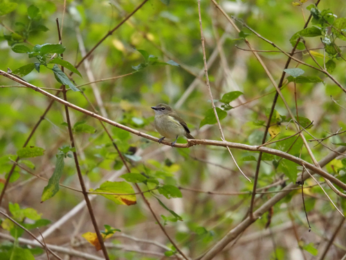 Pachycephala simplex observed 2026-09-27