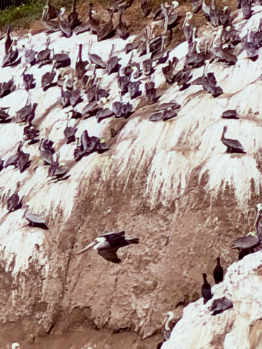 Brown Pelican