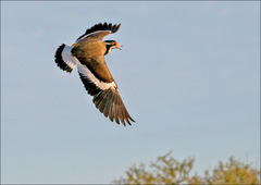 Banded Lapwing photo 3