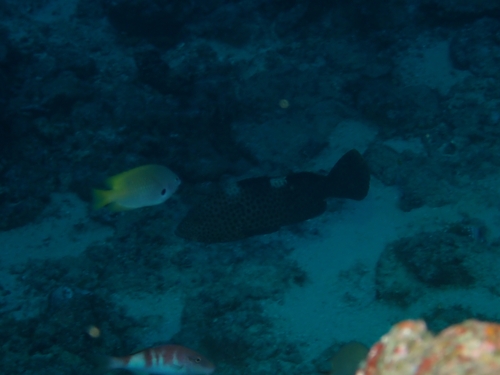 Epinephelus maculatus observed 2026-09-29