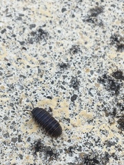 Armadillidium vulgare