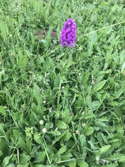 Anacamptis