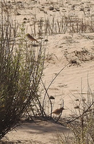 iNaturalist image