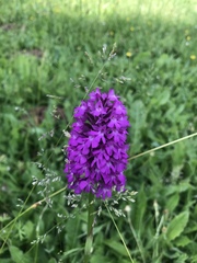 Anacamptis