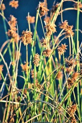 Schoenoplectus scirpoides