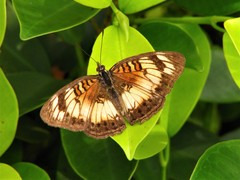Junonia sophia sophia
