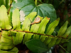Bradybaena similaris