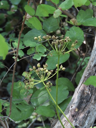 Tauschia arguta observed 2026-06-18