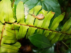Bradybaena similaris