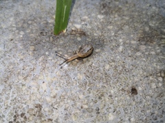 Bradybaena similaris