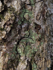 Lepraria hodkinsoniana