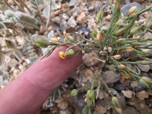 plains flax