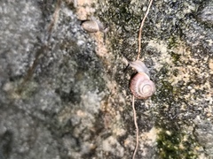Bradybaena similaris