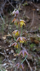 Fritillaria micrantha