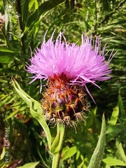 Cheirolophus sempervirens