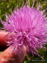 Cheirolophus sempervirens