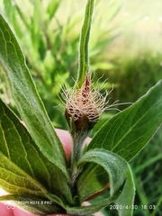 Cheirolophus sempervirens