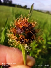 Cheirolophus sempervirens