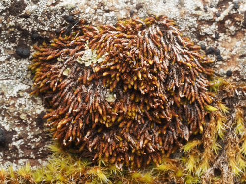 Andreaea rupestris observed 2026-09-26