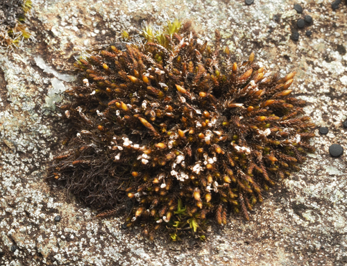 Andreaea rupestris observed 2026-09-26