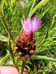 Cheirolophus sempervirens