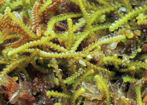 Sphenolobus minutus observed 2026-09-26