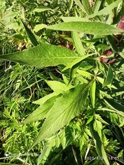 Cheirolophus sempervirens