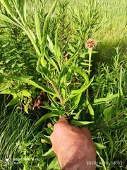 Cheirolophus sempervirens