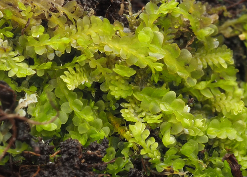 Diplophyllum taxifolium observed 2026-09-26