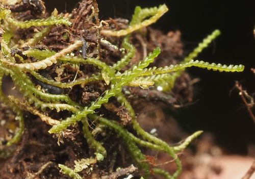 Sphenolobus minutus observed 2026-09-26