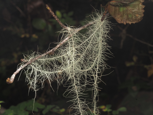 Dolichousnea longissima, 2026-09-26