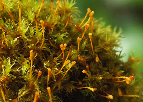 Ulota obtusiuscula observed 2026-09-26