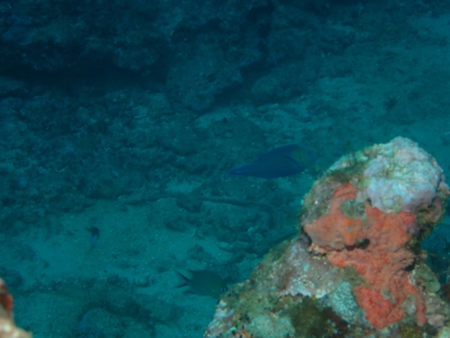 Scarus spinus observed 2026-09-29
