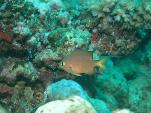 Chromis atripes observed 2026-09-29