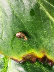 Bradybaena similaris