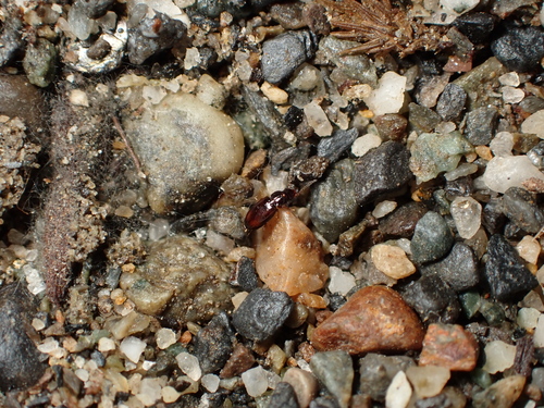 Elaphropus parvulus