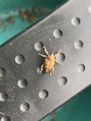 Curculio venosus