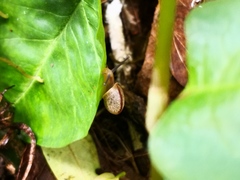 Bradybaena similaris
