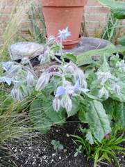 Borago