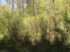 Dumetella carolinensis