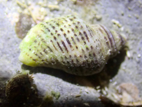 Acanthinucella spirata observed 2026-09-28