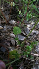 Lithophragma bolanderi