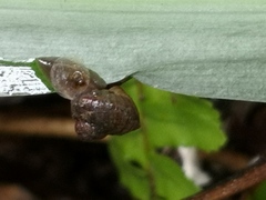 Cyclophorus punctatus